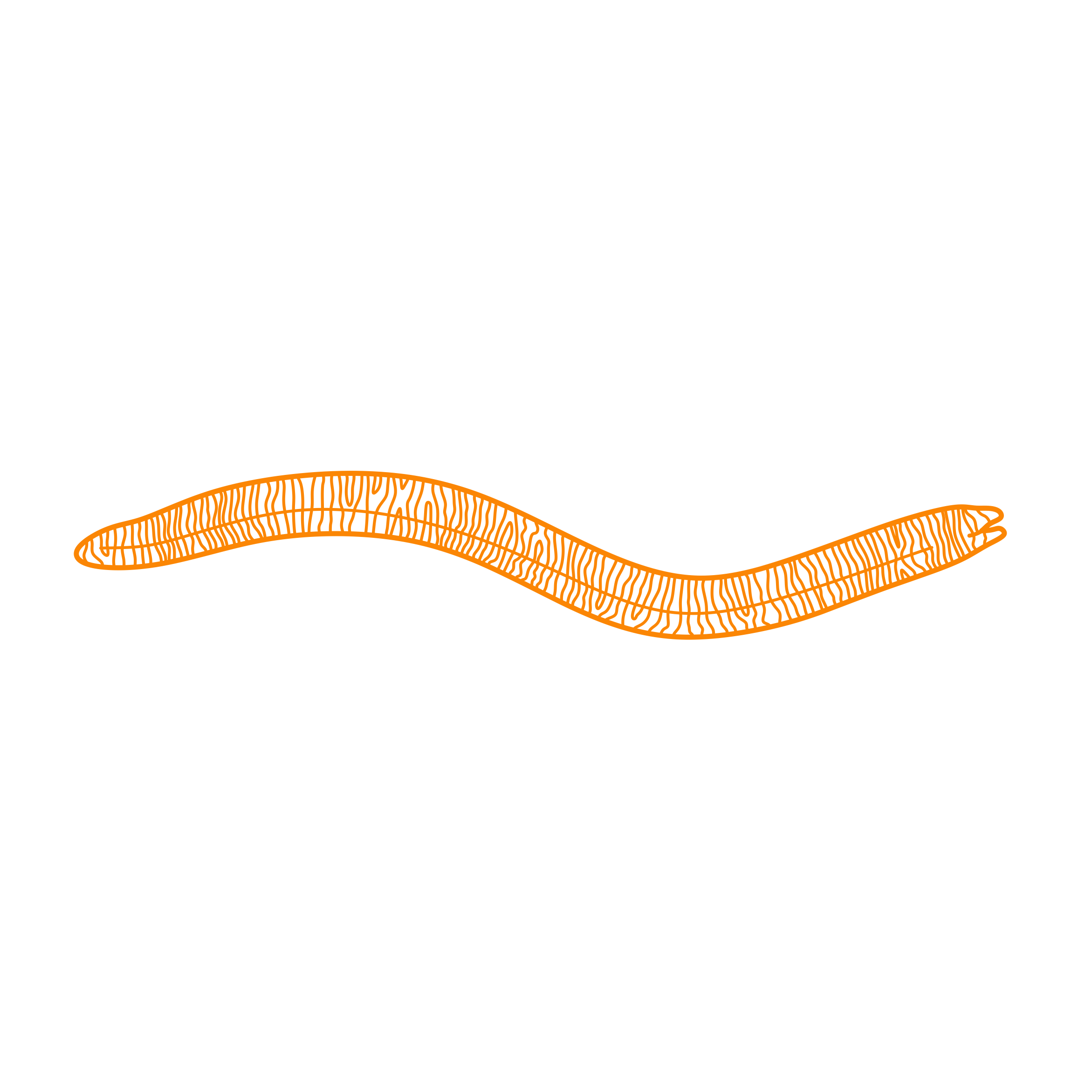 Animals Eels Zebra Moray Tracing Svg Vector Free Vectors